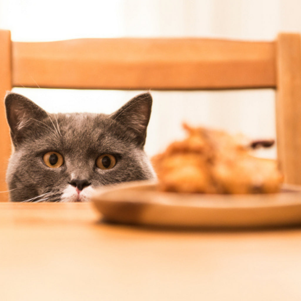 Will Those Thanksgiving Left-Overs Poison Your Cat?